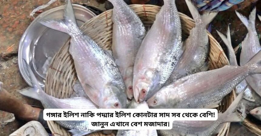 Ganga hilsa or Padma hilsa which one is more delicious